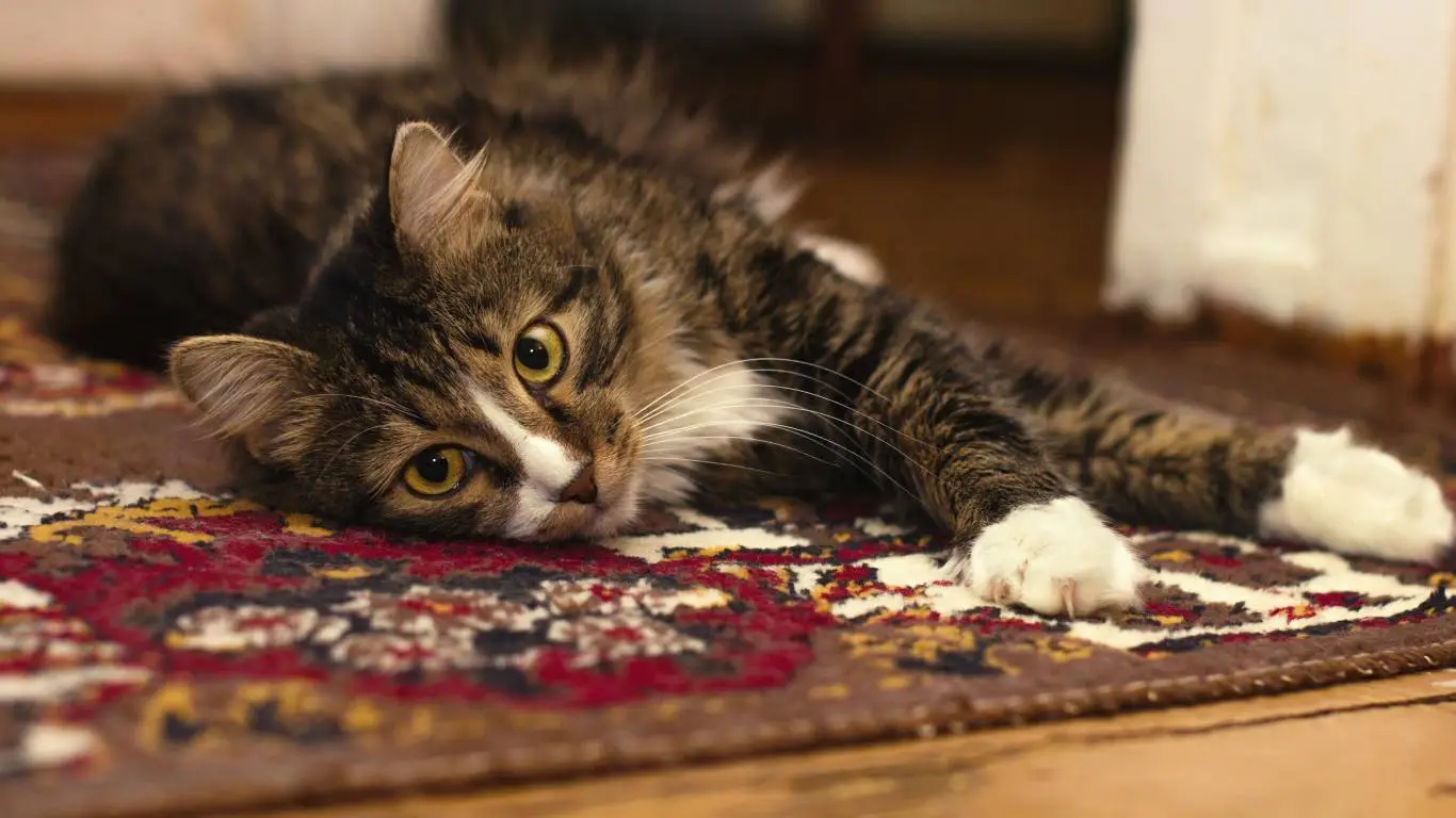 Кошка на советском ковре